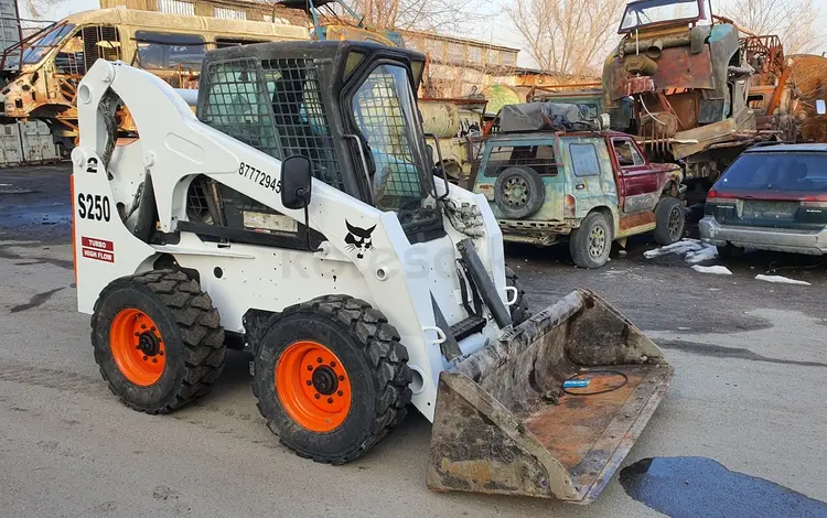 BOBCAT